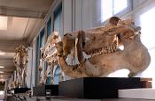 museum de histoire naturelle rouen 8-2021 9471